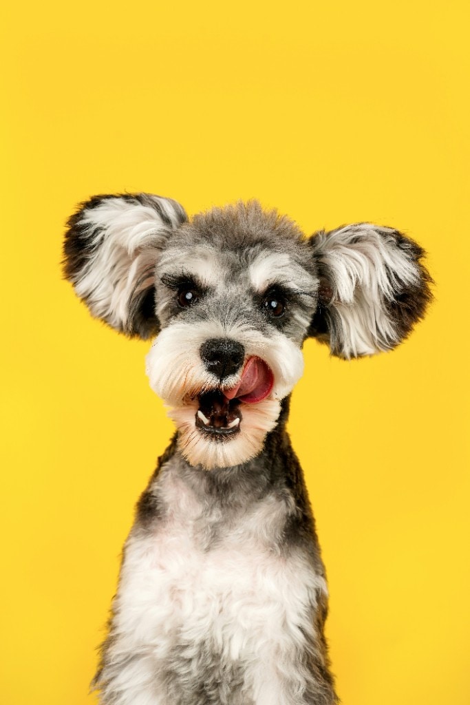 Schnauzer dog with tongue out on a yellow background